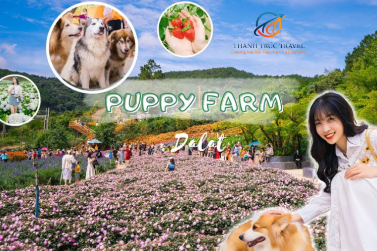 Du lịch Đà Lạt mùa Xuân - Đồi Chè Cầu Đất - Nông Trại Cún Puppy từ Sài Gòn 2025